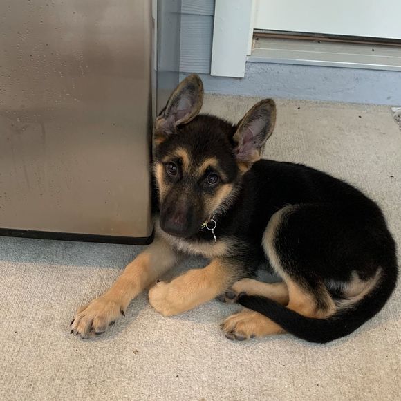 Meet your Posher, Ana - Picture 1 of 1